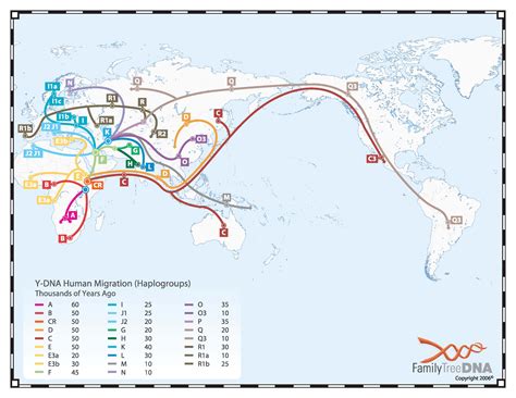 Simplified Haplogroup Chart