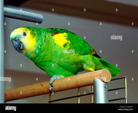 South american amazon parrot hi-res stock photography and images - Alamy