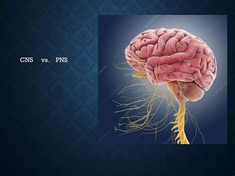 nervous system part 1 Dr Ahmed H Ahmed.pdf