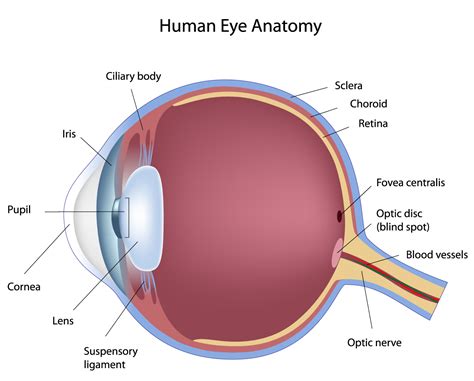 human-eye-anatomy-[Converted]