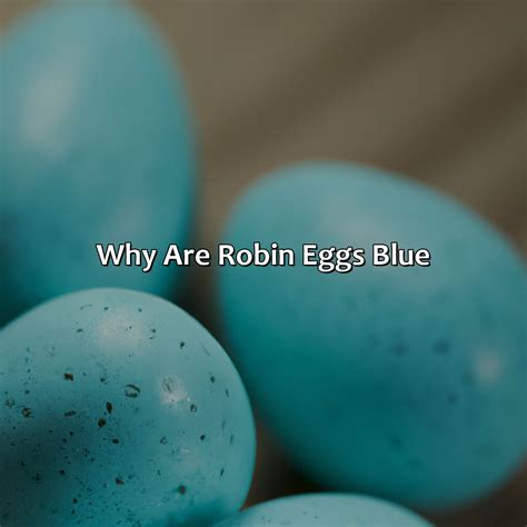 What Color Are Robins Eggs - colorscombo.com