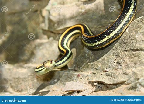 Western Ribbon Snake (Thamnophis Proximus) Stock Photo - Image of ...