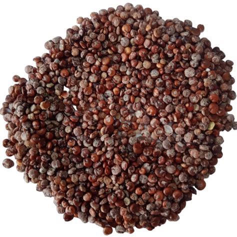 Buy Chenopodium Album ( Bathua ) Seeds online | Native Indian Organics