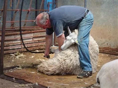 羊冬季脱毛是什么原因？羊脱毛怎么治疗？养羊人赶快来收藏学习！_情况_问题_寄生虫