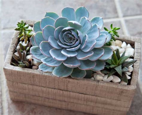 Tips to Grow and Care of Water Succulent Plants In Hindi | tips to grow ...