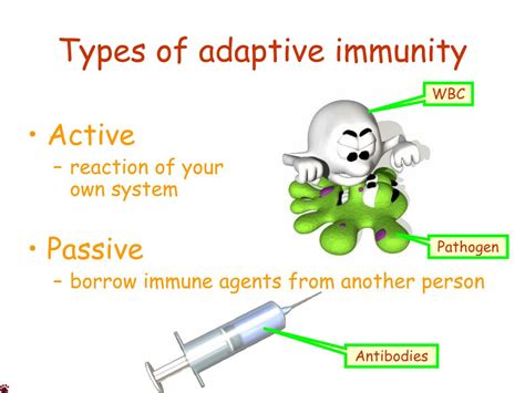Image result for Two Types of Adaptive Immunity