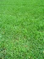 Horticulture :: Landscaping :: Lawn and lawn making