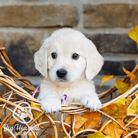 Why a Miniature Golden Retriever is the Right Dog Your Family