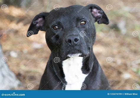 American pitbull terrier lab mix - plzrd