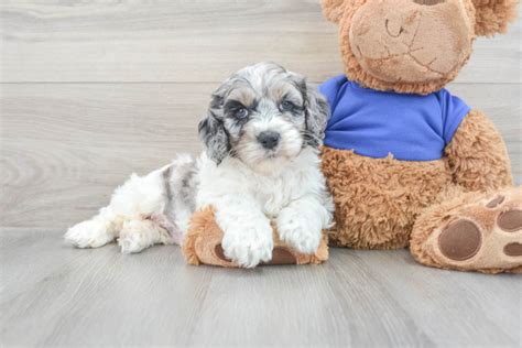 Image result for Cockapoo Dog Baby