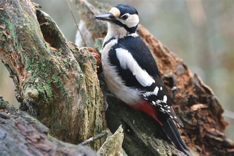 Why Do Woodpeckers Peck Wood? A Deep Dive into Nature’s Drummers