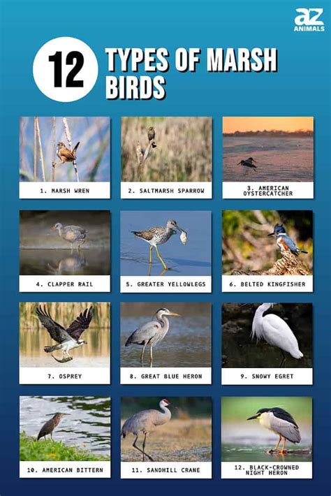 12 Impressive Types of Marsh Birds - A-Z Animals
