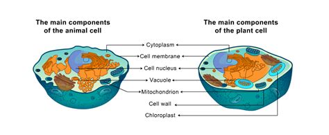 ಕೋಶ ಭಿತ್ತಿ : ಸಸ್ಯಗಳ ಜೀವಕೋಶಗಳಲ್ಲಿನ ಸುರಕ್ಷಾ ಪದರ