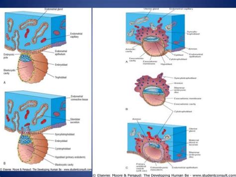 Image result for 2nd Week of Development