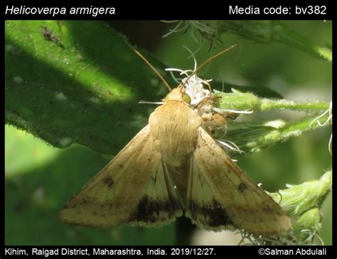 Helicoverpa armigera | Moths