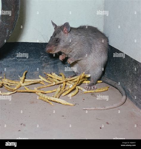 African Gambian Giant Pouched Rat (Cricetomys gambianus). Bichi. Kano ...