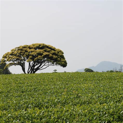 Image result for Matcha Math