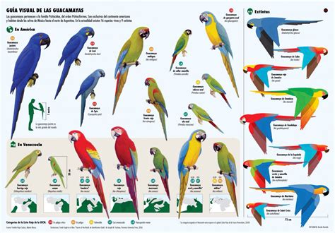 Macaw Species Poster