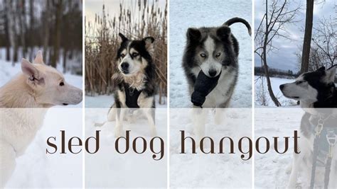 Sled Dog Hangout, 3119 Carp Road, Kanata, 9 March 2024 | AllEvents