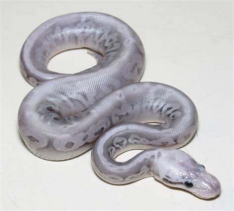 Image result for Python Snake Colors