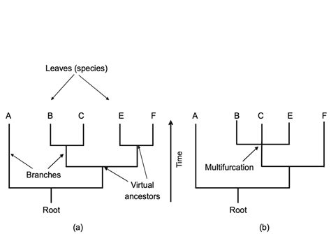 Image result for Phylogenetic Tree Examples
