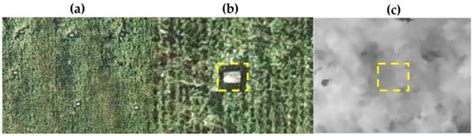 Estimating Biomass of Black Oat Using UAV-Based RGB Imaging