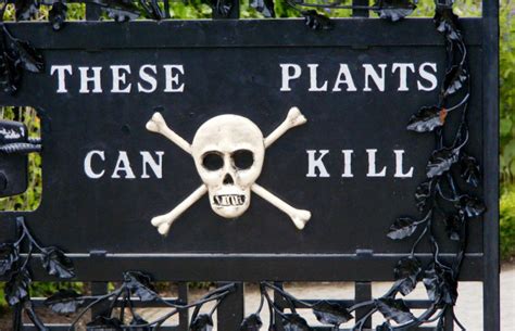 The Alnwick Poison Garden is the most dangerous garden in the world ...