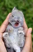 Image result for What Color Are Bunnies in the South