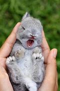 Image result for Teacup Bunnies Full-Grown