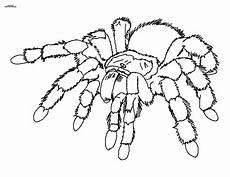 gratis malvorlagen spinnen spinne ausmalbilder mit bildern l 246 wen malvorlagen gratis malvorlagen spinnen spinne ausmalbilder mit bildern l 246 wen malvorlagen