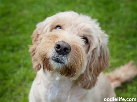 Image result for Toy Cockapoo Adult