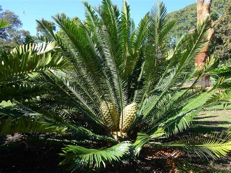 How Many Species Of Plants Are There In The World - Infoupdate.org