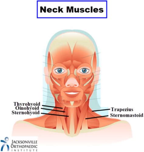 Image result for Forward Neck Position Tight Muscle Front