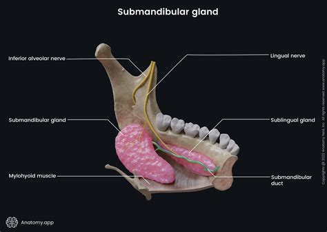 Salivary glands | Anatomy.app