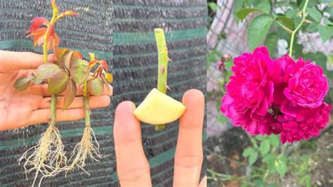 Image result for How to Propagate Roses Using Potatoes