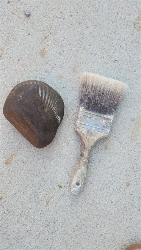 Image result for Sea Shell Fossil