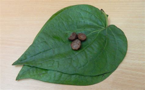 The World`s Most Romantic Leaf is Heart-Shaped