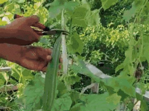 Govt teacher couple transforms rooftop into organic farm: Fruits ...