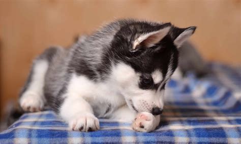 Dog Licking Paws Winter at Kelly Mcneill blog