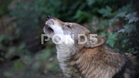 Image result for Beautiful Wolves Howling