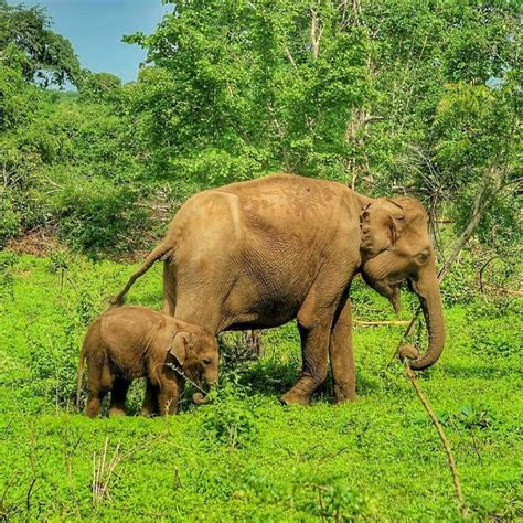 Yala National Park Ticket Price - Sri Lanka Travel and Tourism