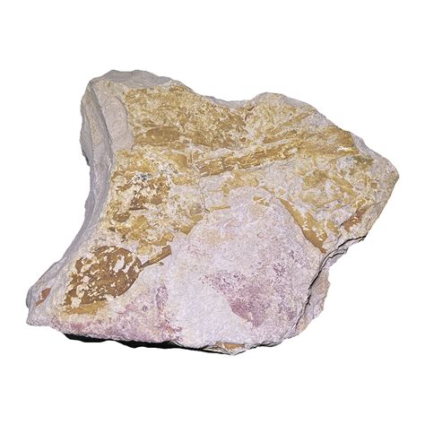 Glossopteris – CrystalCaveIndia