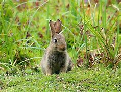 Image result for Baby Bunny Boy