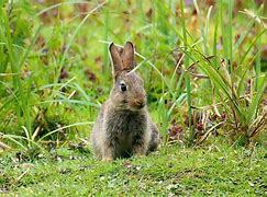 Image result for Baby Bunny Plush