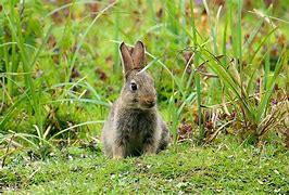 Image result for Happy Baby Bunny
