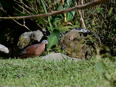 Chiriqui Quail-Dove - eBird