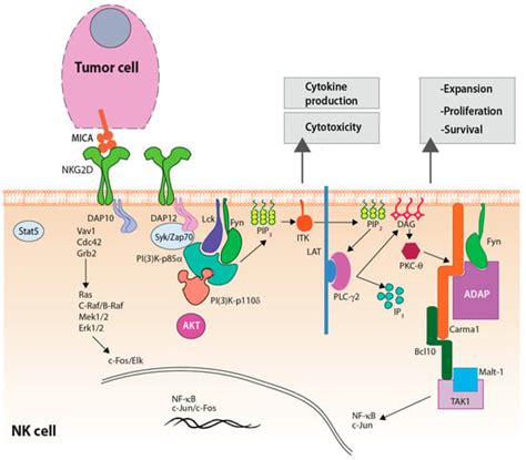 Implications of a ‘Third Signal’ in NK Cells