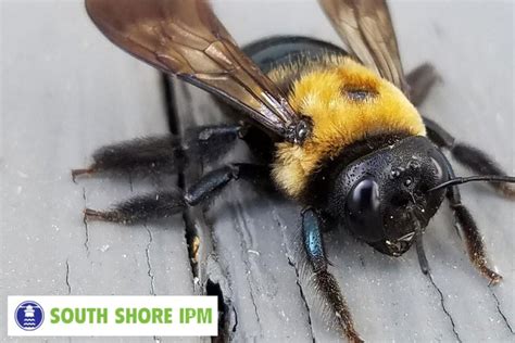 Wood Carpenter Bees Sting