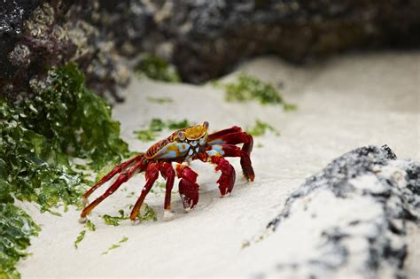 Crustaceans: Species, Characteristics, and Diet