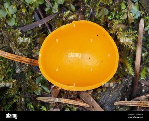Young fruiting body of orange peel fungus - Aleuria aurantia Stock ...